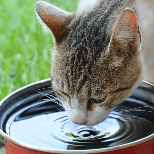 What causes UTIs in cats