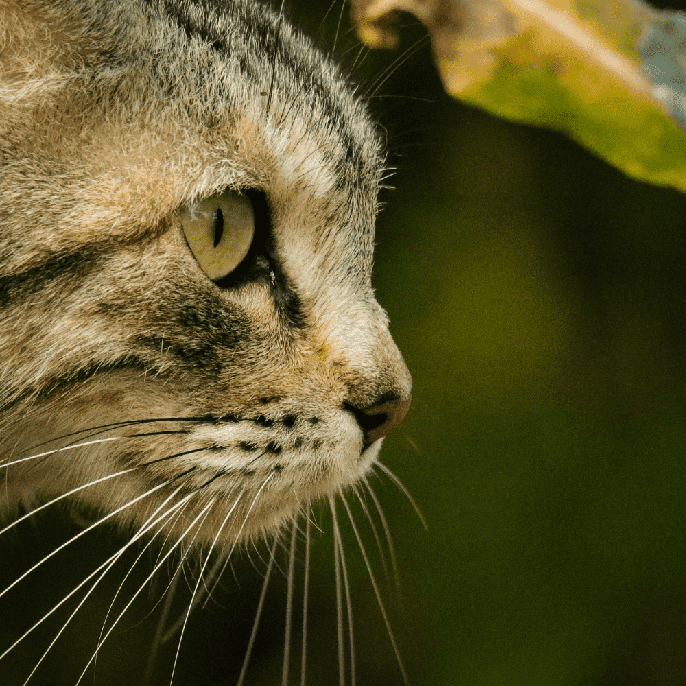 What is raw cat food?