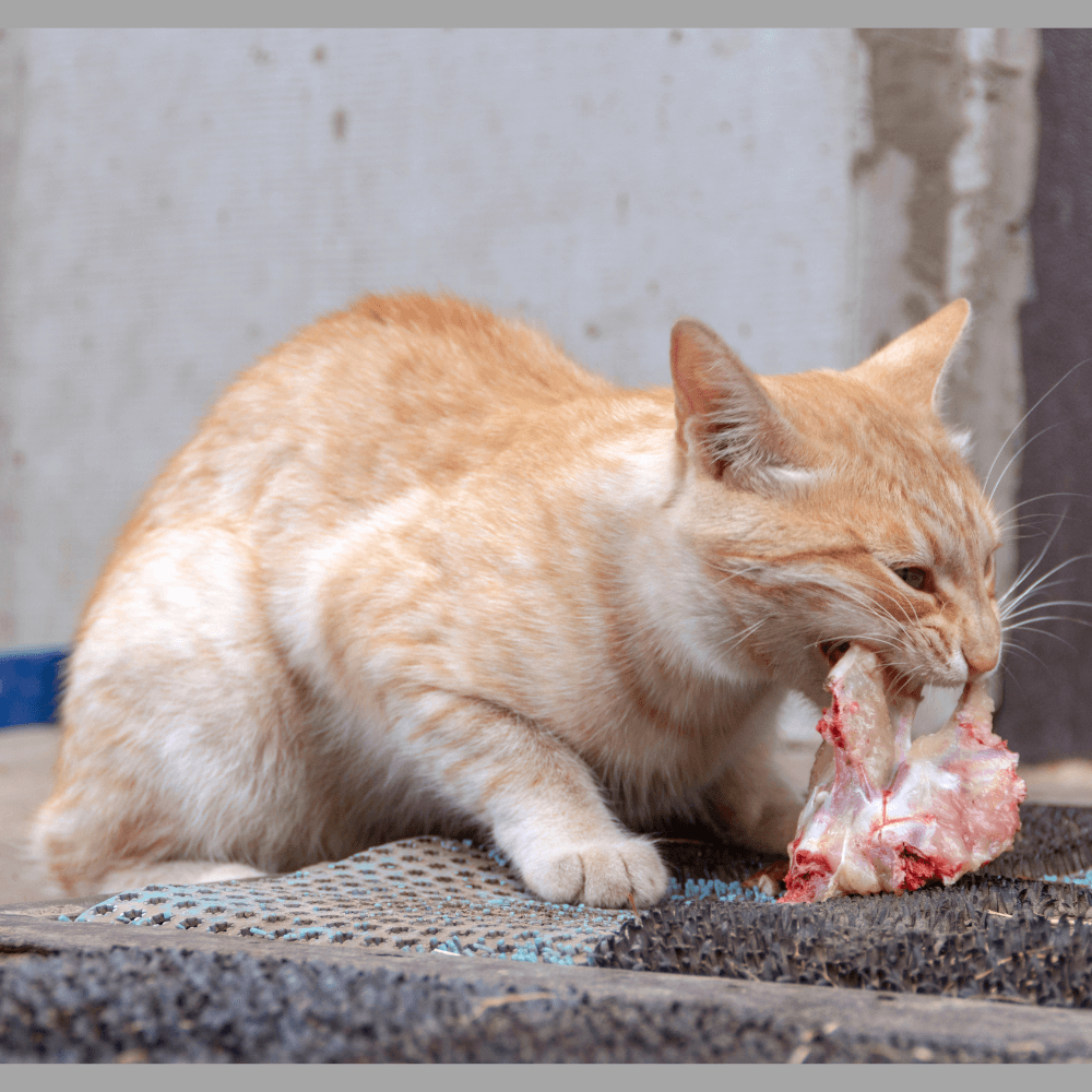 The benefits of a raw diet for your cat