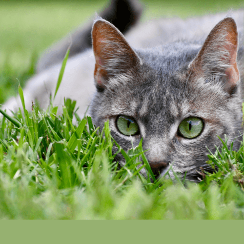 Is raw cat food safe?